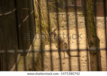 Kangaroo with baby in the zoo. Kangaroo is in captivity. Animals locked, in a cage.