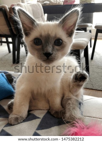 Blue eyed siamese cute kitten