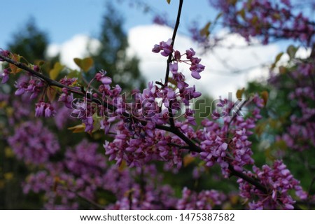 Blue flowers on tree branches in a park. Pink lapacho tree at sun back light.