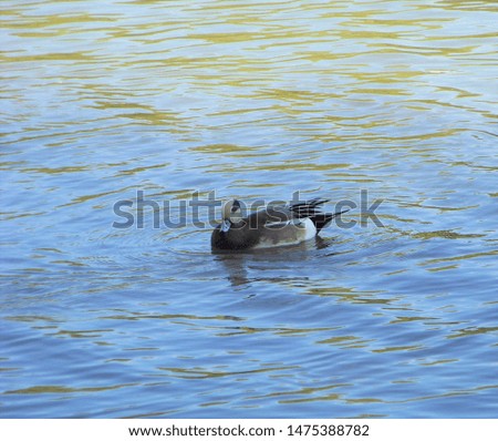 A duck on the water