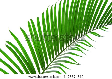 Green plam leaves collections isolated on white background.