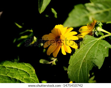 Beautiful orange-yellow floral background made from wild daisy flowers.