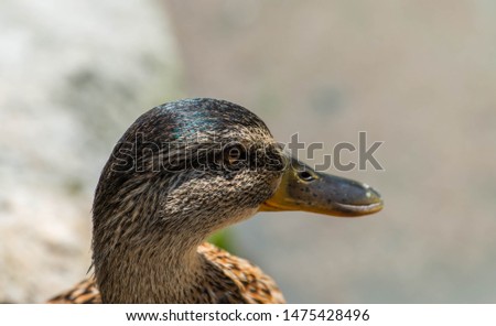 Beautiful duck portrait shot in lake Balaton , Hungary at summertime.