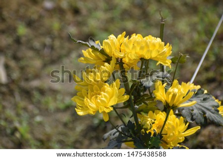 Kerria japonica, also known as the Japanese marigold bush flower with leaves isolated on blurred background. Close up.