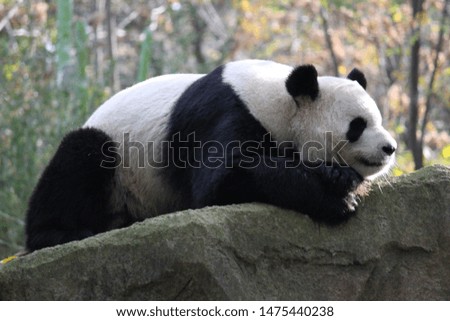 Panda Bear in natural park