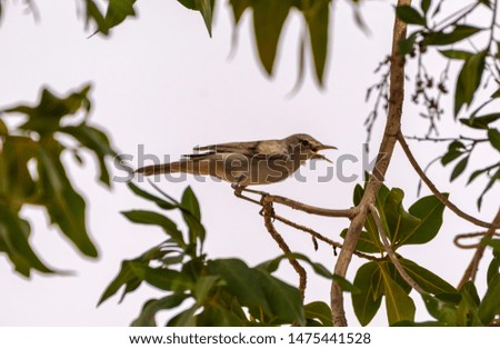 long billed pipit sitting on the branches on day light, abudhabi, uae