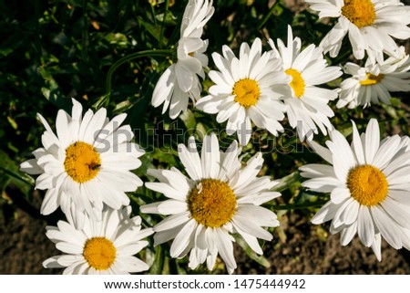 Field of daisies with a close up of big ones at the foreground
