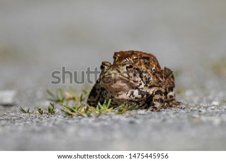 Common Toads (Bufo bufo) heading towards water to breed
