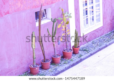 various cactus plants by a pink/purple wall on an old house in the shadow;
