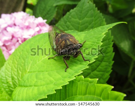   Cicada  Resting on Top of Hydrangea Leaves                             
