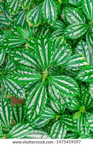 Green leaves pattern background natural background real photo. Top view of Shape and pattern of freshness topical green leaves can see white line detail.Use for the natural background and wallpaper.