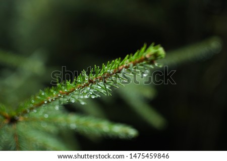 Fir branch with morning dew and black background