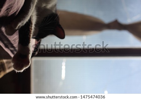 Cat sleeping in bed Window back light across window
