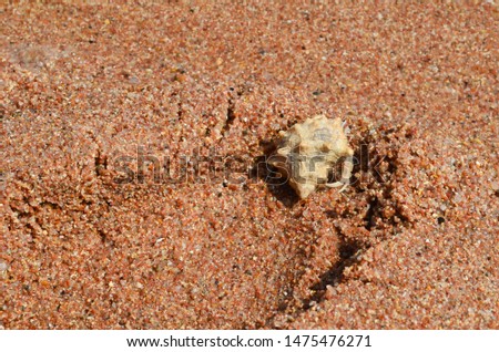 Hermit crab close-up on a background of stone and ocean