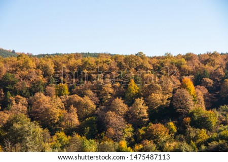 autumn landscape with forest tree