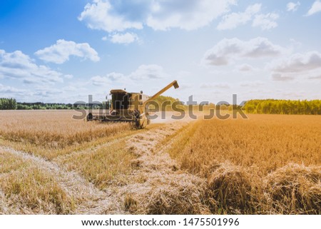 Yellow combine harvester working on the large oat field in summer. Agricultural landscape in golden sunlight