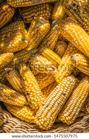 Basquet fill with fresh corn