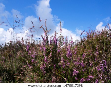 Calluna vulgaris (known as common heather, ling, or simply heather) with blue sky in the background
