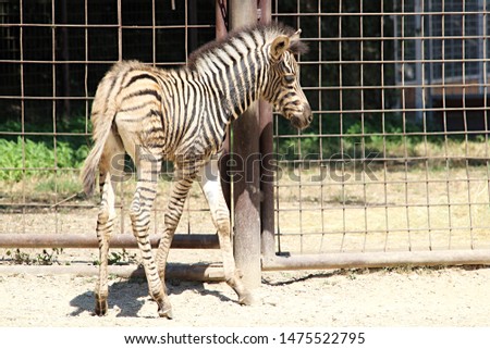picture of sweet walking zebra