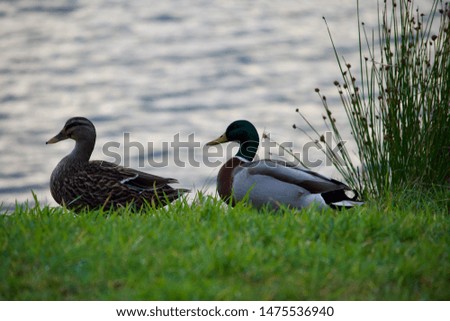 Couple of ducks in New Zealand