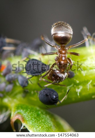 Close-up of an Ant and aphids