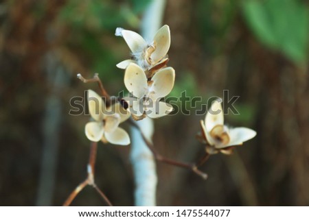 White flowers and green leaves with a blurry and dark background