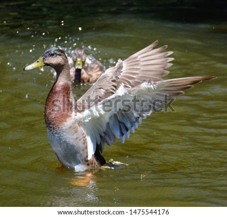 Duck in a pond flapping his wings