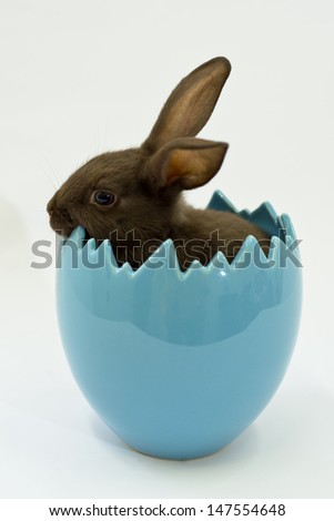 A baby brown bunny rabbit emerges from a blue egg; spring/Easter