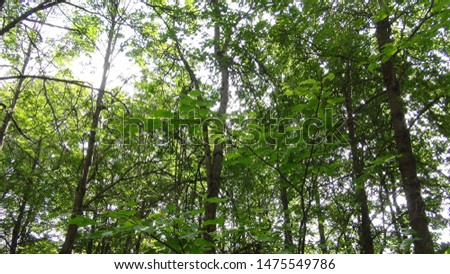green tree branches in the forest bottom up view