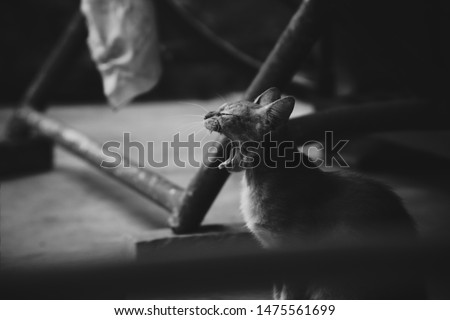 Sleepy cat moaning after a good sleep. Usually animal do that after their sleep, just wait the perfect moment to shoot this image.  Royalty-Free Stock Photo #1475561699