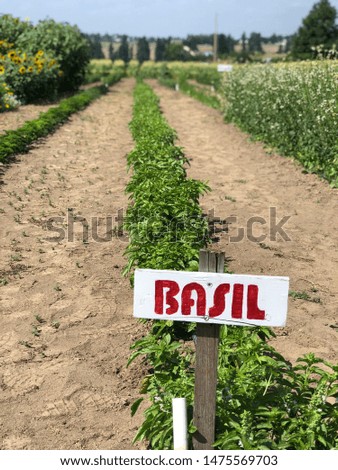 View of row of basil plants growing in the summer