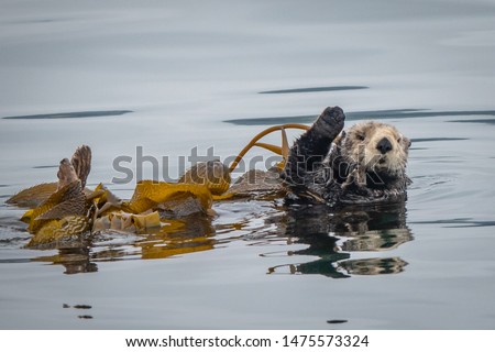 A California Sea Otter (Enhydra lutris) floats on its back in a kelp bed and waves to a passing boat along the central coast of California in Monterey Bay, near Big Sur and Carmel.  Bon Voyage! Royalty-Free Stock Photo #1475573324