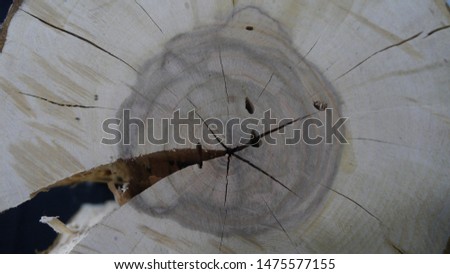 wooden log slice wooden log