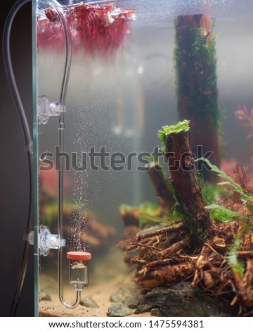 Selective focus on diffuser co2 in fish tank