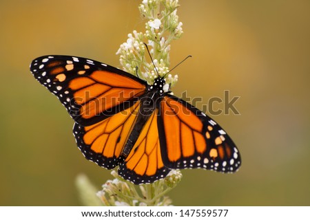 Male Monarch butterfly in summer garden feeding on a Buddleia flower Royalty-Free Stock Photo #147559577