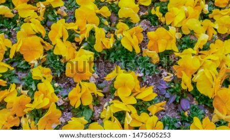 Group of Yellow Viola canadensis flowers in sunny day. Yellow viola or pansy flowers blossom in garden. Beautiful Viola flowers background and textured


