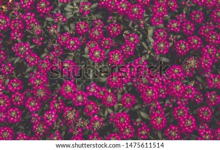 Closeup image of beautiful flowers wall background with amazing little pink flowers