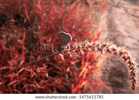 This picture defines about the survival in the wood. The red colour represent the circumstances and natural conditions under which survival is needed.
