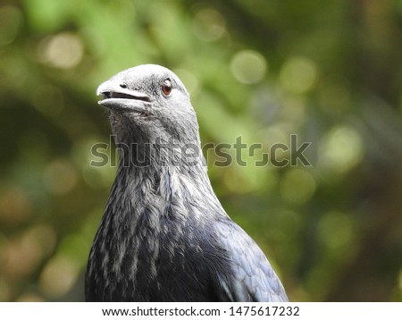 Red-winged Starling (oncychognathus morio) close up