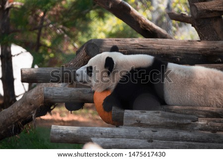 Panda resting on a pumpkin in a zoo enclosure