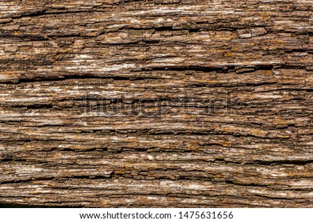 photo of texture of old oak tree bark, Natural background