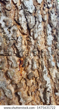 Bark is the outermost layers of stemsand roots of woody plants. Plants with bark include trees, woody vines, and shrubs. Bark refers to all the tissues outside the vascular cambium and is a nontechnic