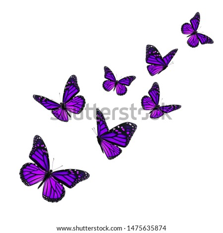Beautiful purple monarch butterfly isolated on white background.