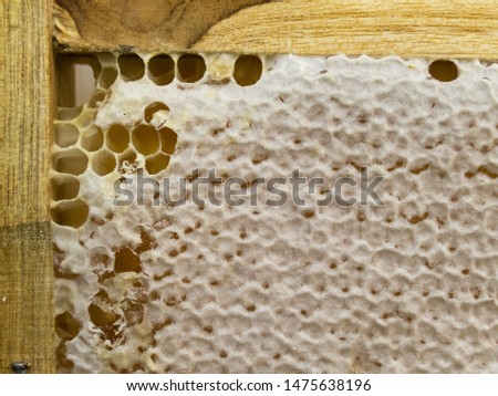 closeup honeycomb in the wooden frame