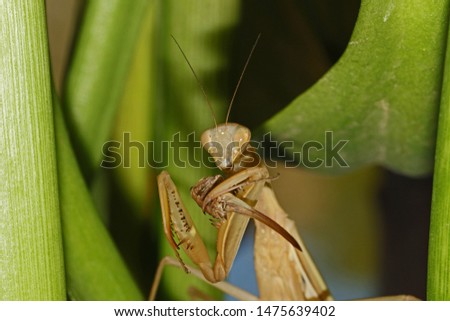 wild brown European praying mantis or mantid Latin mantis religiosa state symbol of Connecticut eating a live cricket or katydid on a calla lily leaf in summer in Italy