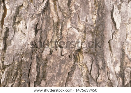 Bark with natural pattern, Closed up picture.