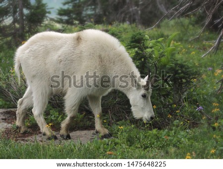 Mountain Goat (oremnos americanus) grazing Royalty-Free Stock Photo #1475648225