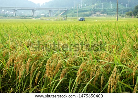 Rice paddy in Geoje-si, South Korea.