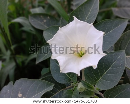 Datura metel (Brugmansia, Thorn apple) ; A unique green fruit which have thick and sharp spike covered all round shell. Hanging down on branch. Surrounded by green leaves. Be both poisonous & herbal.  Royalty-Free Stock Photo #1475651783