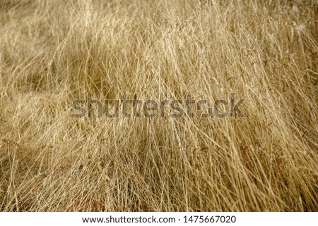 Natural natural background. Summer grass under the sunlight. The concept of a calm, cozy atmosphere of a summer meadow.